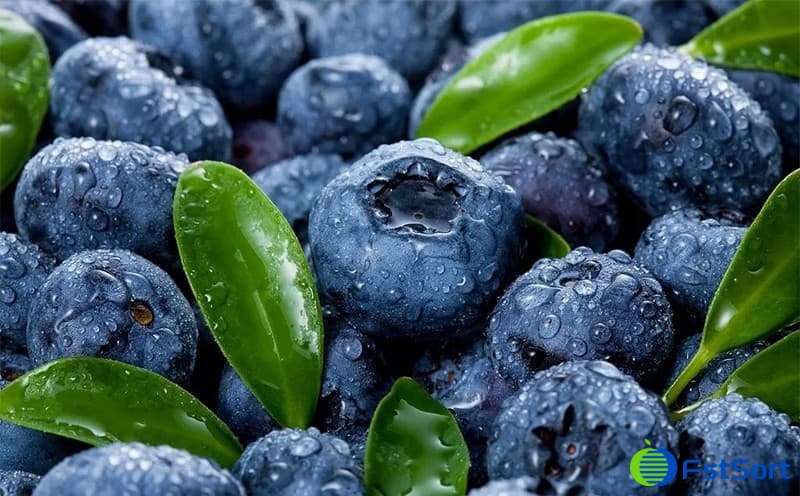 images/1713944977305blueberry fruit.jpg
